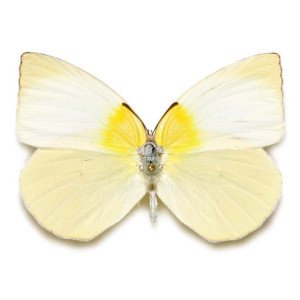 KRICOGONIA LYSIDE KRICOGONIA LYSIDE
